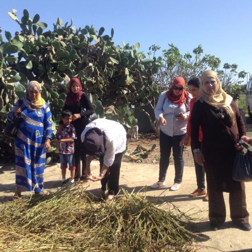 THM femmes semencieres en Tunisie