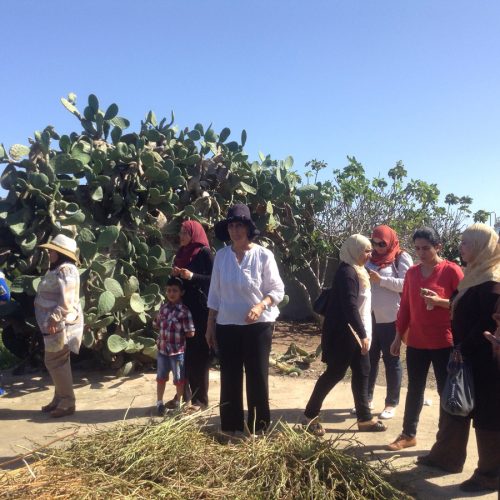 THM femmes semencieres en Tunisie