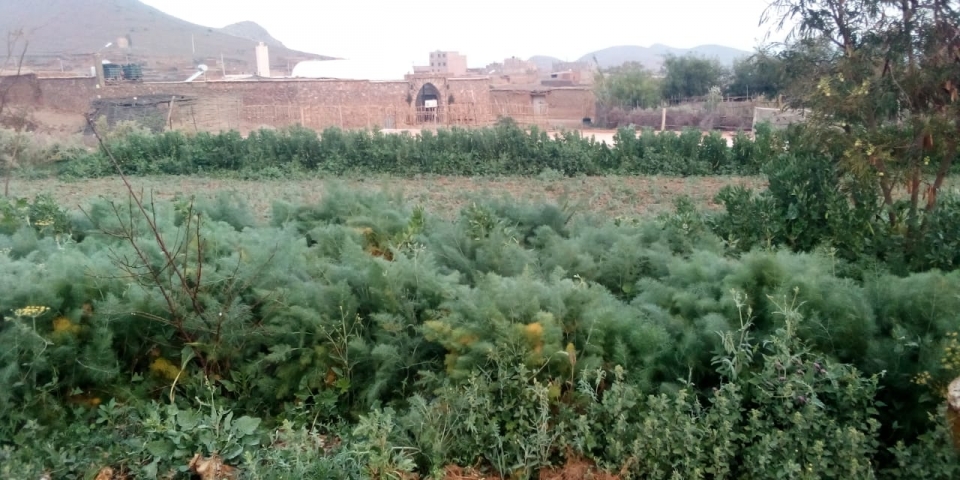 Une oasis verte en pleine zone aride CIPA-Pierre Rabhi"