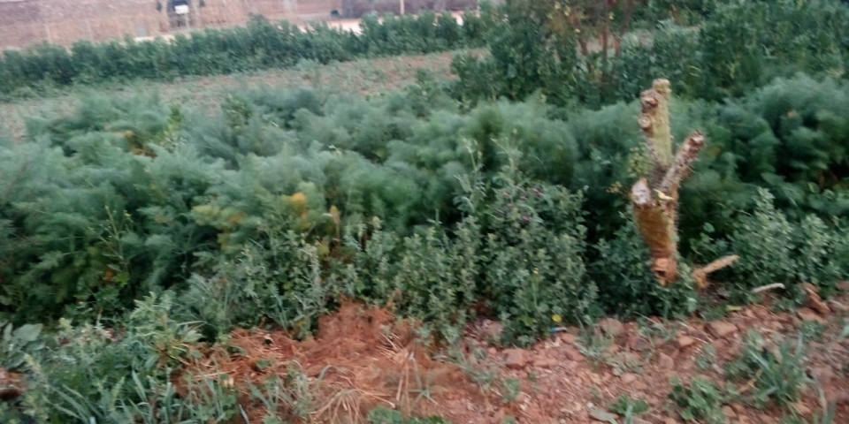 Une oasis verte en pleine zone aride CIPA-Pierre Rabhi"